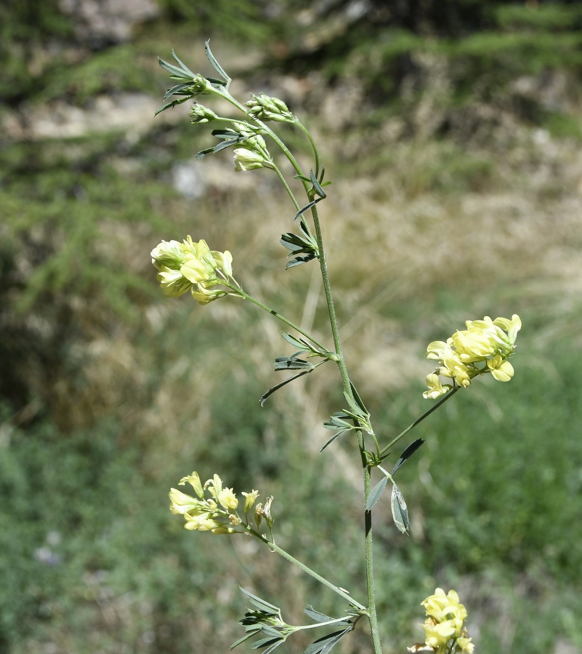 Изображение особи Medicago &times; varia.