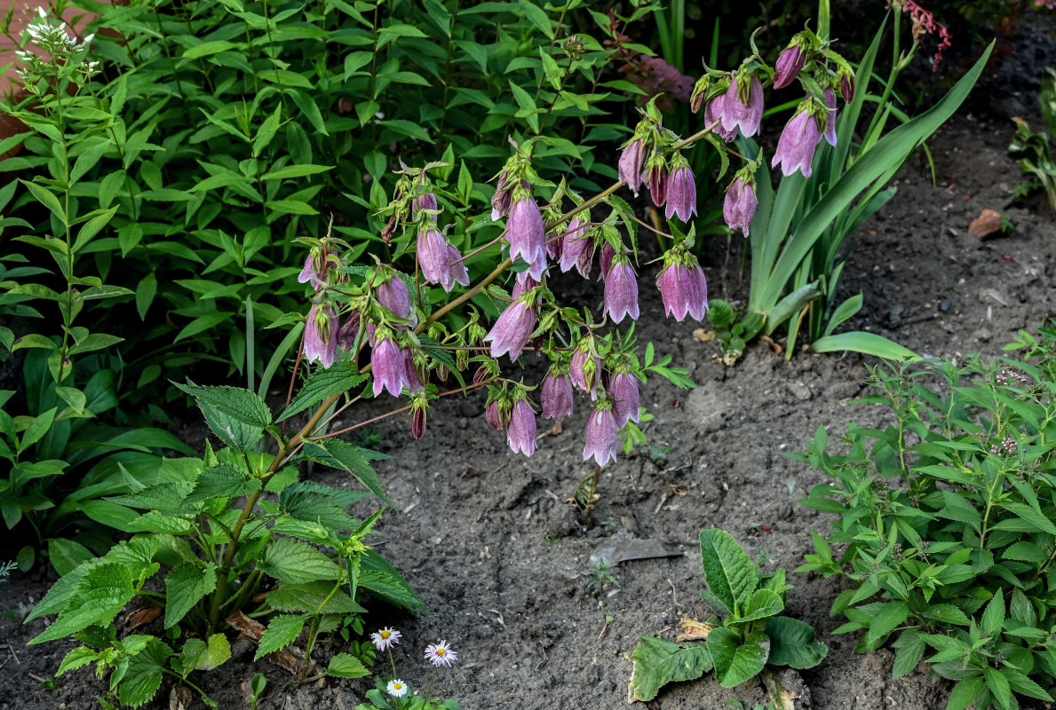 Изображение особи Campanula takesimana.