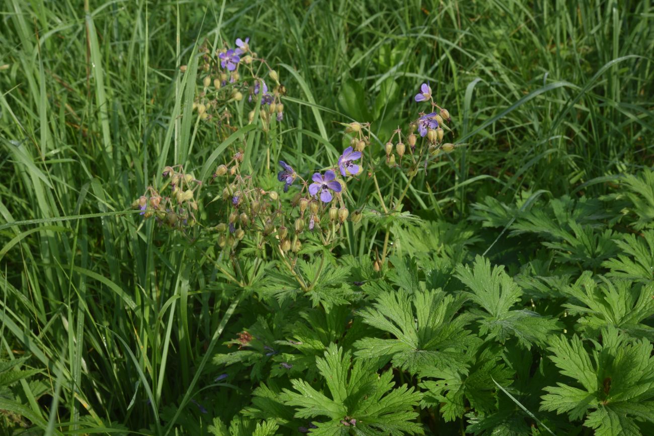 Image of Geranium pratense specimen.