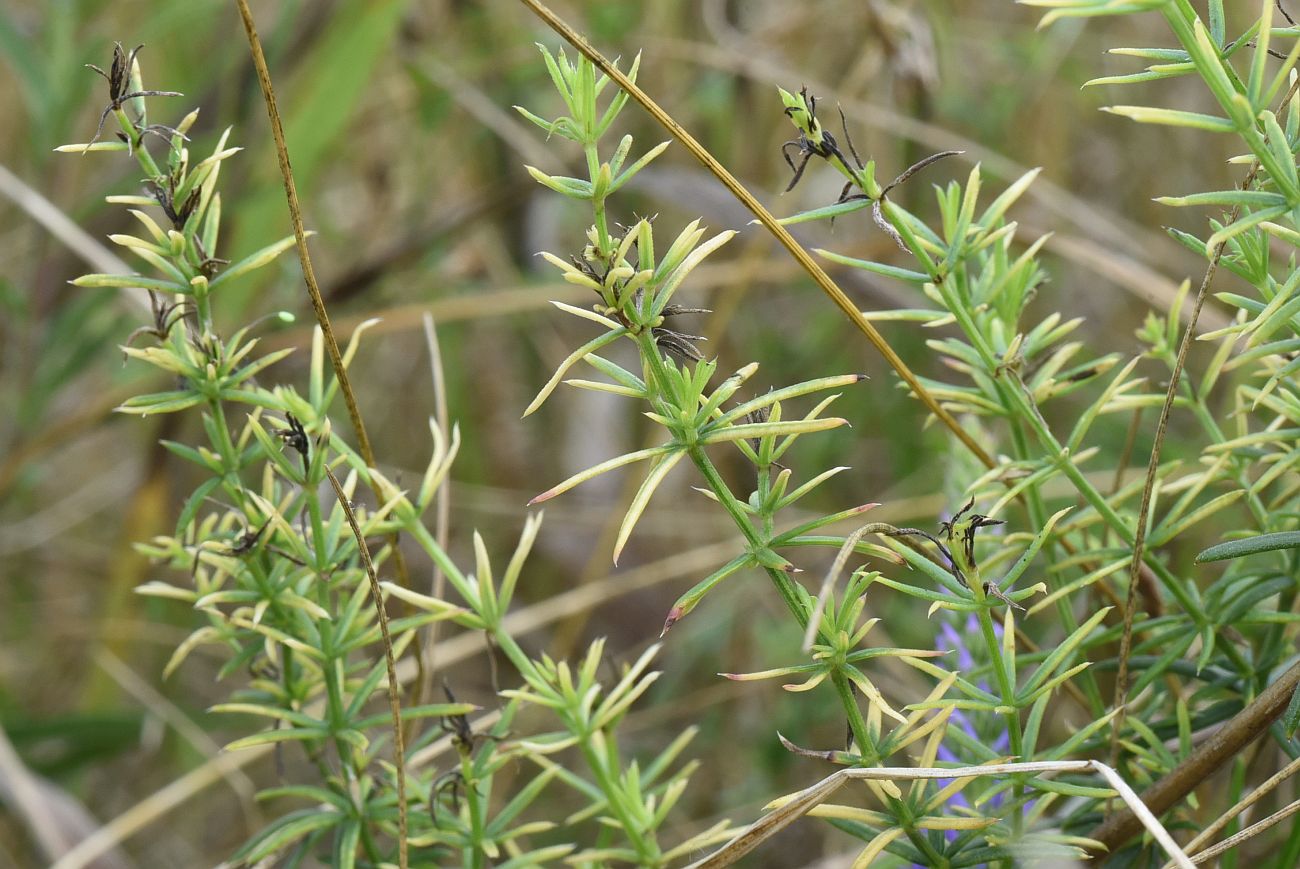 Image of genus Galium specimen.