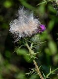 Cirsium vulgare. Верхушка побега с распадающимся соплодием и соцветием. Московская обл., Дмитровский гор. округ, долина р. Волгуша, берег реки, окраина ивняка. 31.08.2024.