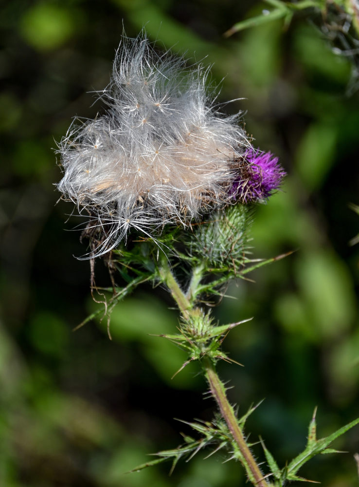 Изображение особи Cirsium vulgare.