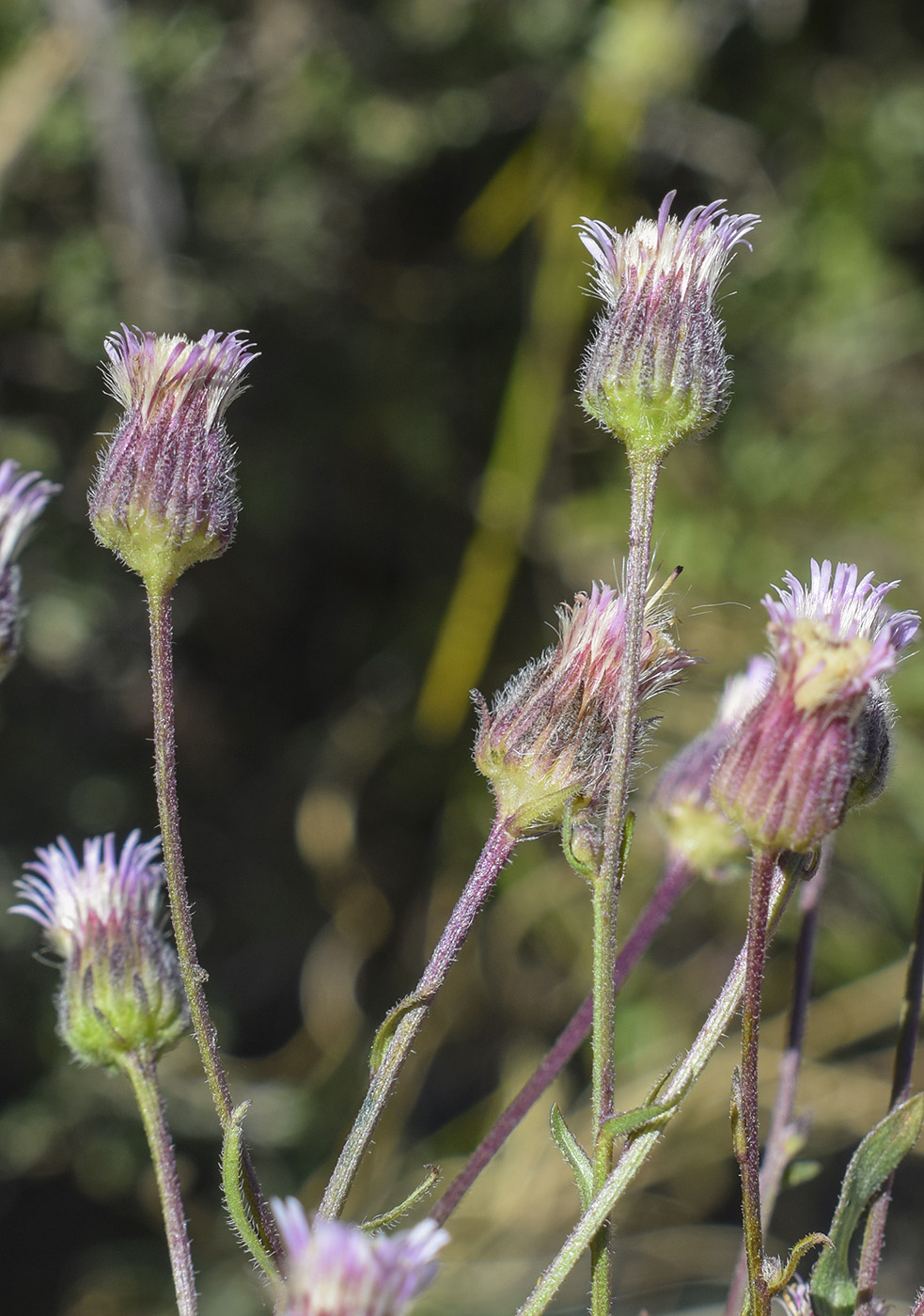 Image of Erigeron acris specimen.