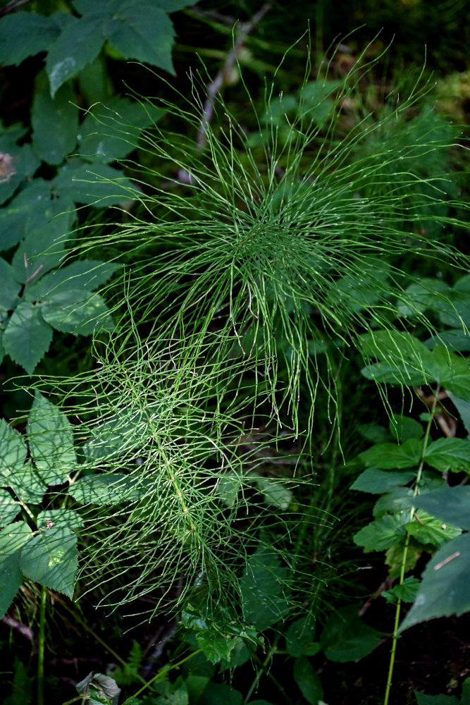 Image of Equisetum pratense specimen.