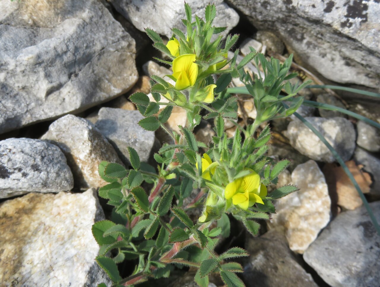 Image of Ononis pusilla specimen.