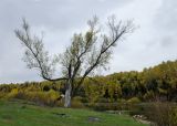 Populus nigra. Старое дерево с обломанными скелетными ветвями и со стволом, практически лишенным коры. Пермский край, Кишертский р-н, надпойменная терраса. 30 сентября 2023 г.