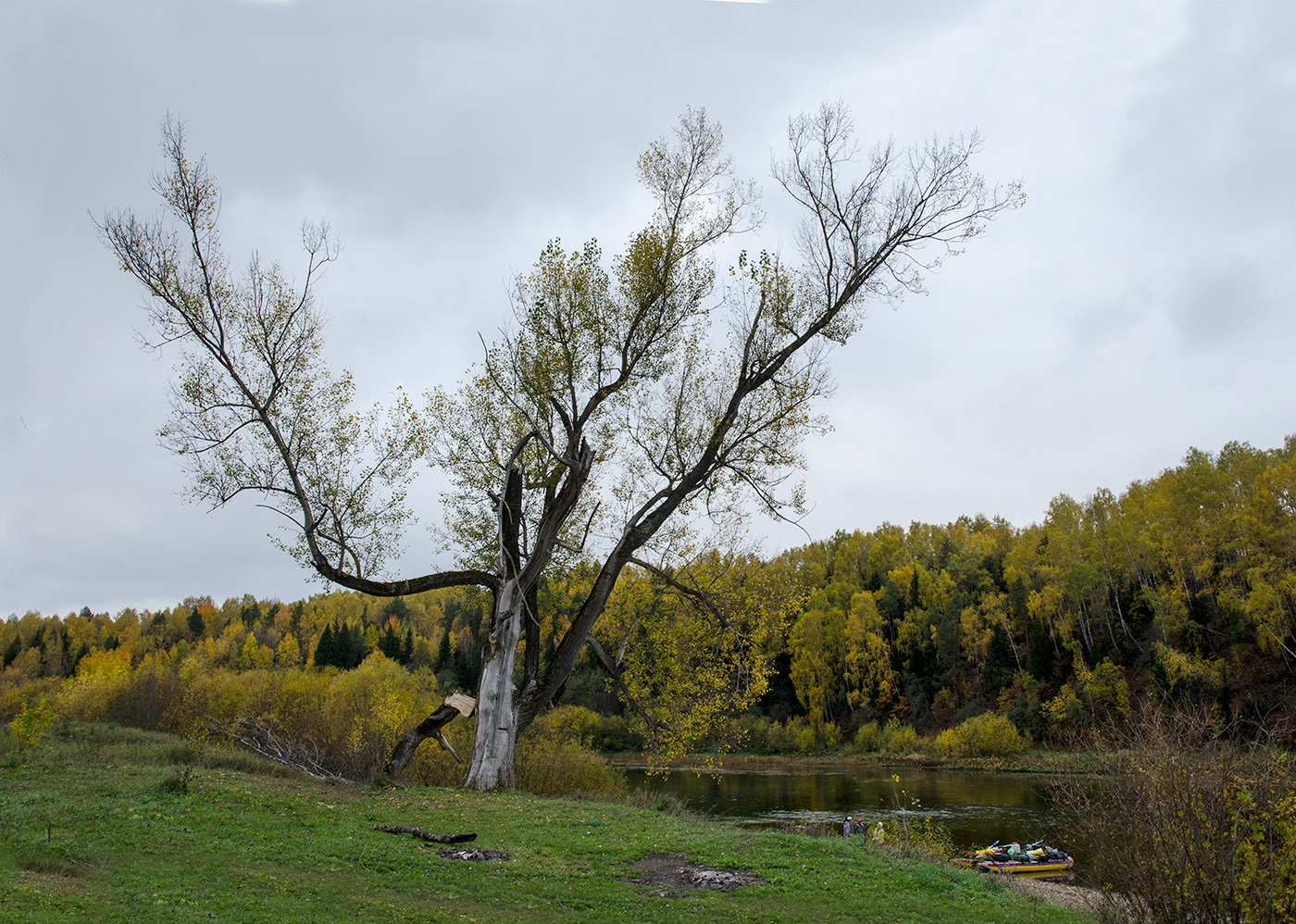 Image of Populus nigra specimen.