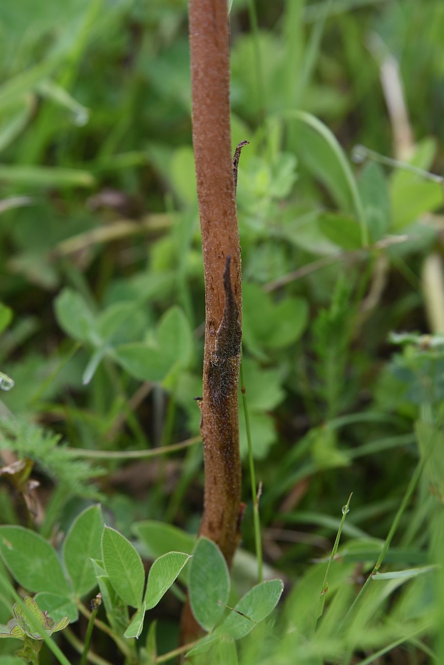 Изображение особи Orobanche owerinii.