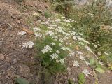 Coriandrum sativum. Цветущее растение. Кабардино-Балкария, Черекский р-н, окр. с/п Верхняя Балкария, левый борт долины р. Хашхасу, ≈ 2100 м н.у.м., мелкощебнистая осыпь из ожелезнённого песчаника. 31.07.2024.