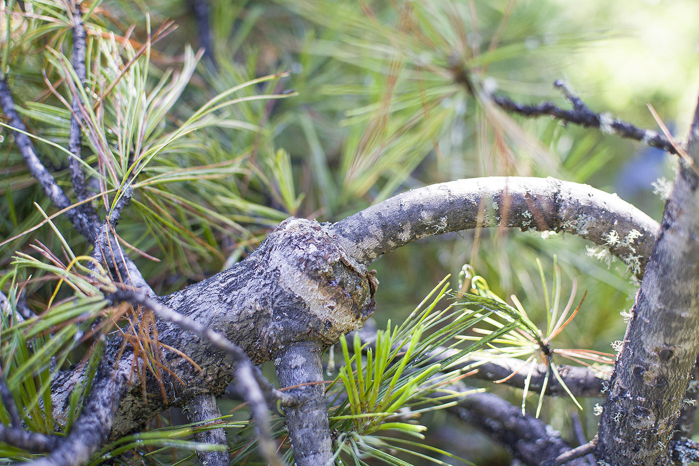 Image of Pinus sibirica specimen.