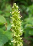 Veratrum oxysepalum. Верхушка соцветия. Камчатский край, Елизовский р-н, природный парк \"Вулканы Камчатки\", кордон \"Авачинский перевал\", опушка зарослей ольховника. 11.08.2024.