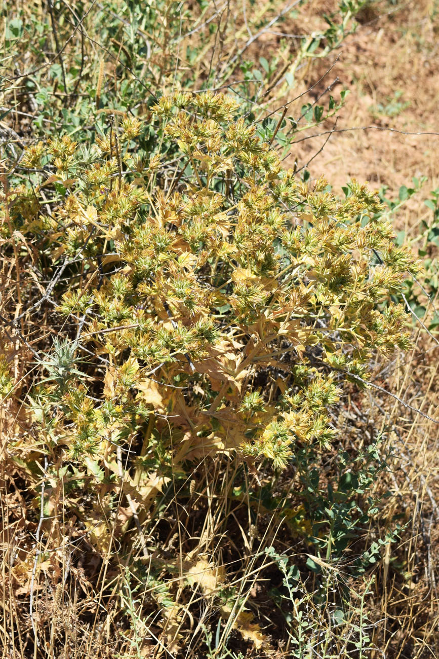 Image of Cousinia syrdarjensis specimen.