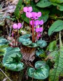 Cyclamen coum. Цветущее растение. Краснодарский край, Сочи, Хостинский р-н, ущ. р. Большая Хоста, широколиственный лес. 11.03.2025.