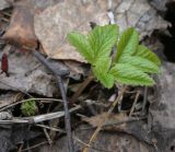 Смотреть изображение Aegopodium podagraria
