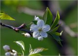 View full-size image Cerasus avium