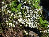 Minuartia imbricata