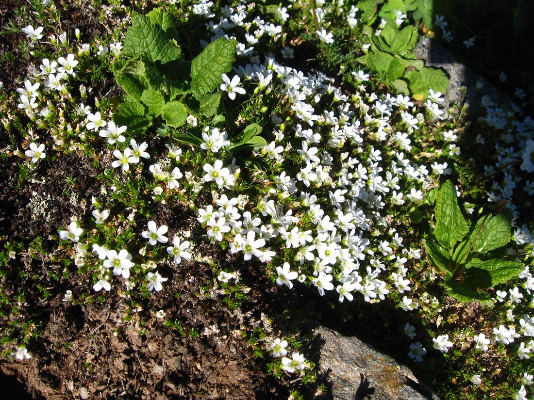 Image of Minuartia imbricata specimen.