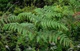 View full-size image Pteridium aquilinum