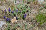 View full-size image Polygala alpicola