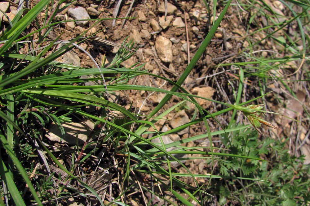 Image of Carex halleriana specimen.