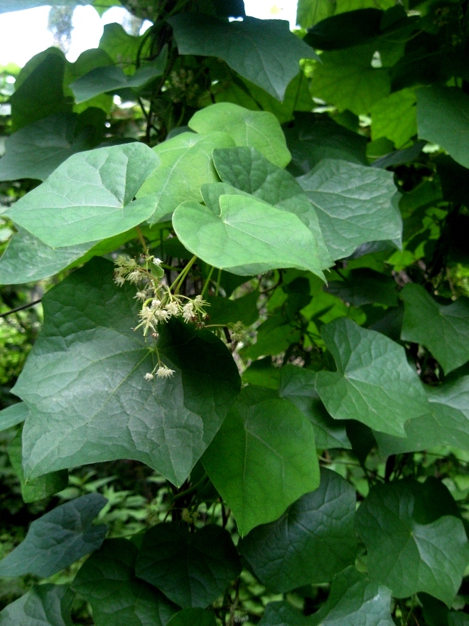 Image of Menispermum dauricum specimen.