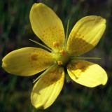 Saxifraga hirculus