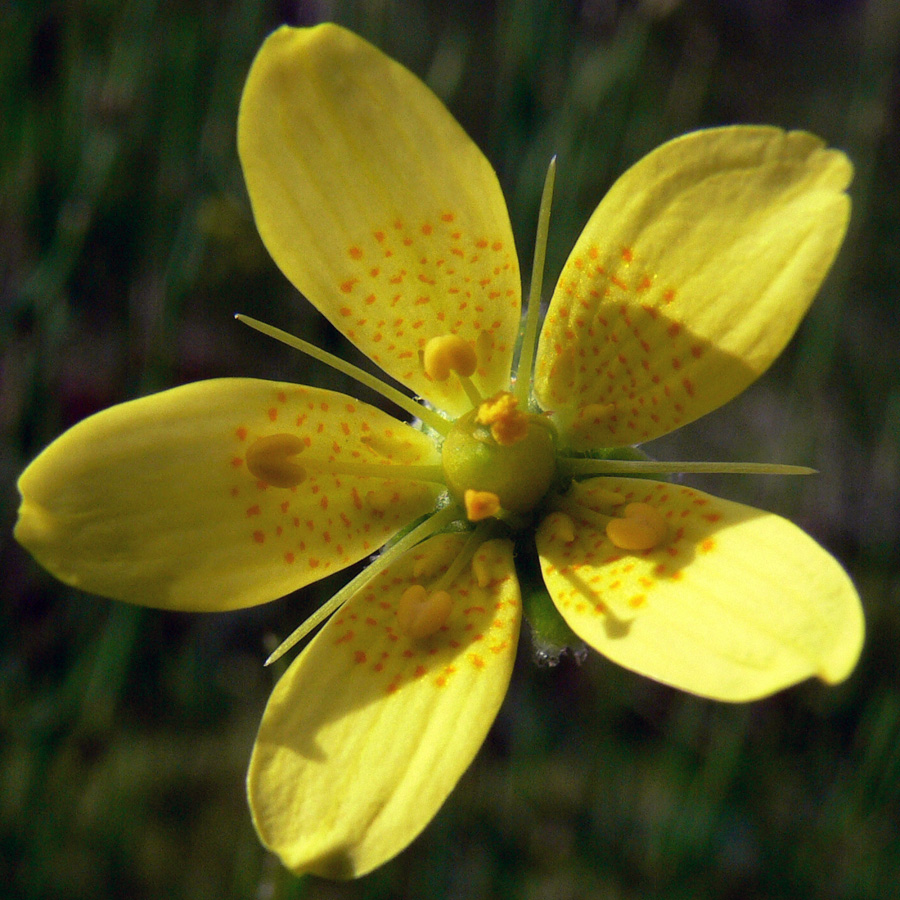 Image of Saxifraga hirculus specimen.