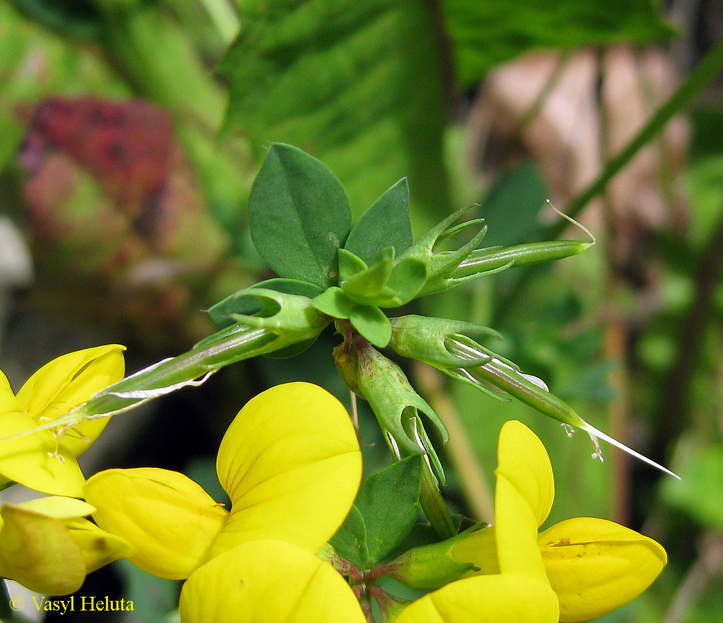 Image of Lotus corniculatus specimen.