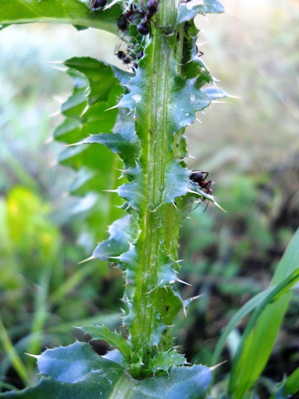 Image of Carduus thoermeri specimen.