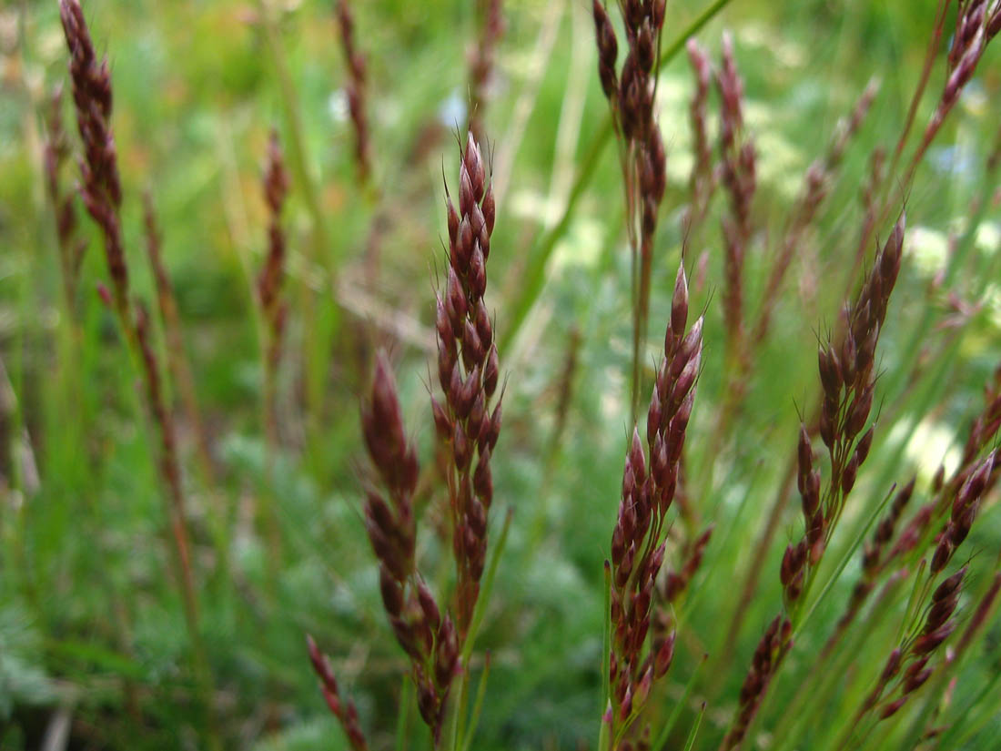 Image of Avenella flexuosa specimen.