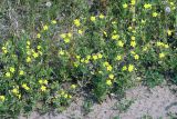 Potentilla argentea