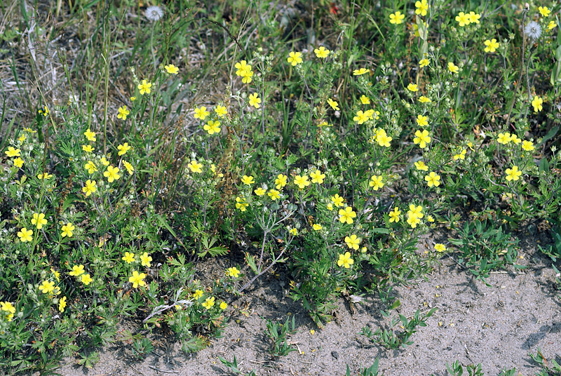 Image of Potentilla argentea specimen.