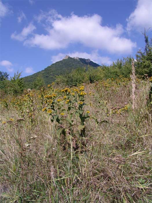 Image of Inula thapsoides specimen.