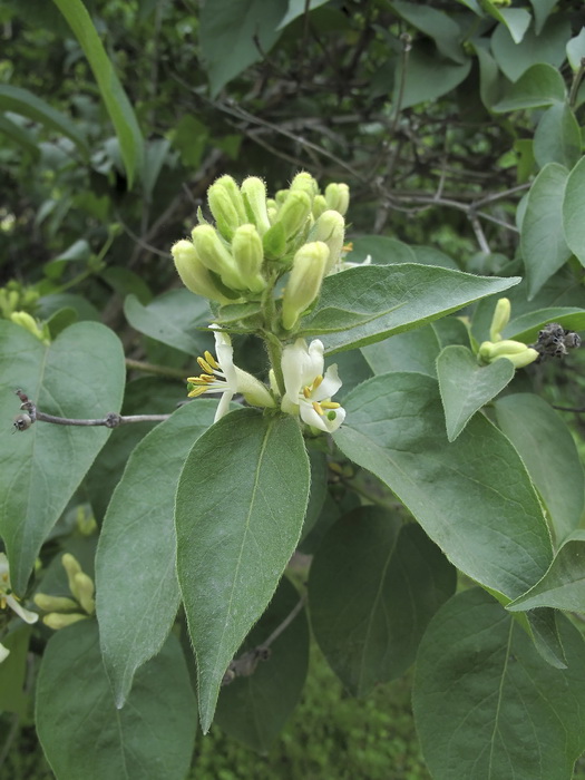 Image of Lonicera ferdinandi specimen.