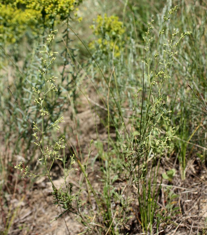 Image of Silene borysthenica specimen.