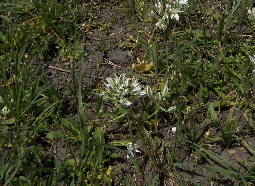 Изображение особи Ornithogalum navaschinii.