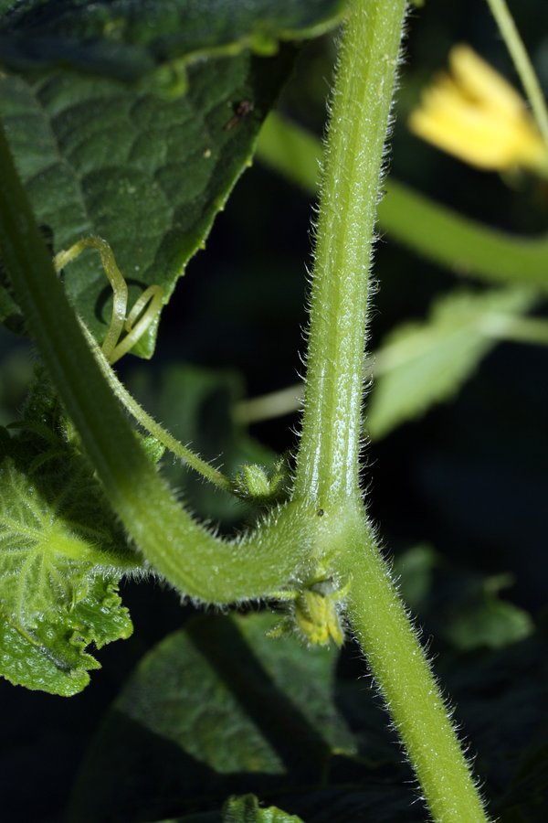 Image of Cucumis sativus specimen.