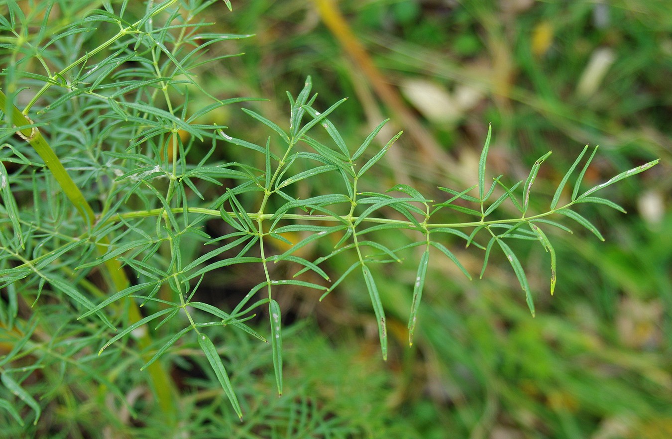 Image of Thalictrum lucidum specimen.