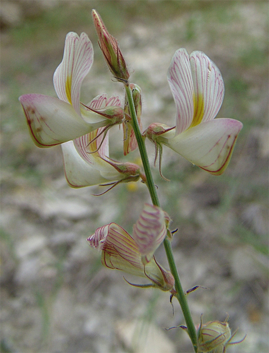 Image of Onobrychis bobrovii specimen.