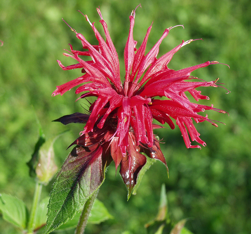 Image of Monarda didyma specimen.