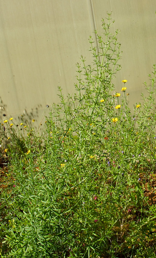 Изображение особи Teucrium procerum.