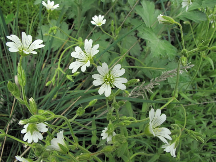 Image of Cerastium arvense specimen.