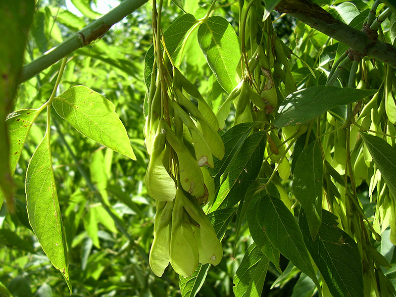 Image of Acer negundo specimen.