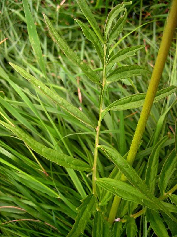 Image of Valeriana alternifolia specimen.