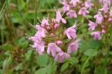 Thymus mongolicus