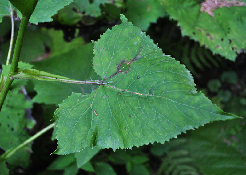 Image of Cicerbita petiolata specimen.