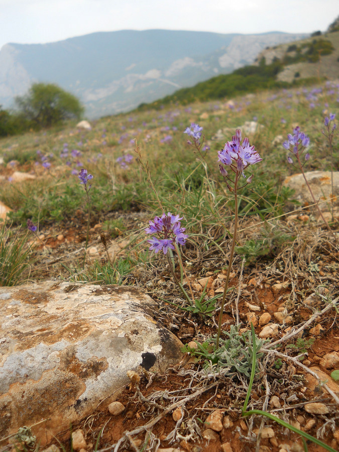 Image of Prospero autumnale specimen.