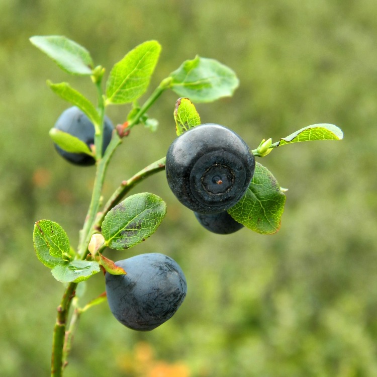 Image of Vaccinium myrtillus specimen.