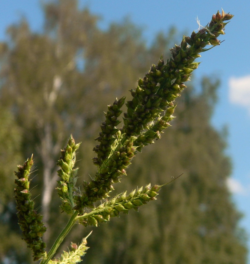 Изображение особи Echinochloa crus-galli.