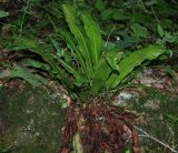 Phyllitis scolopendrium. Растение в лесу. Адыгея, долина р. Фарс. 15.08.2008.
